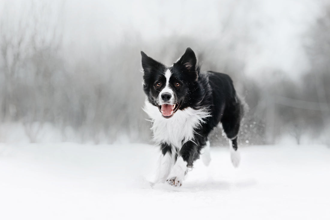 5 x Activiteiten met je hond tijdens de wintermaanden