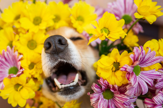 Het is lente! 5 tips voor je hond