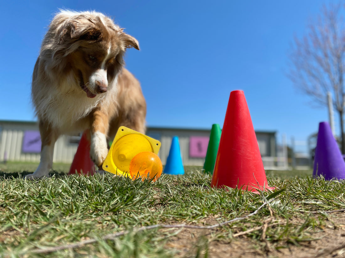 Enrichment (verrijking) voor honden: Stimuleren van natuurlijke behoeftes